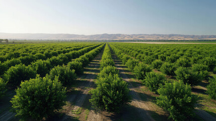 Naklejka premium An aerial view of a vast citrus orchard with rows of trees stretching to the horizon under a clear sky