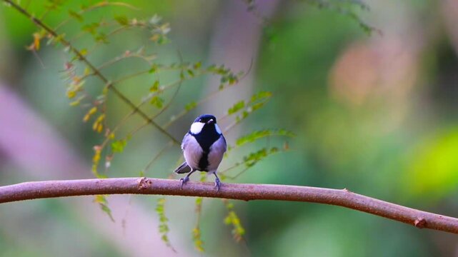 Close up of a wild great tit bird perching on a bare horizontal branch against a soft green forest bokeh background in its natural habitat.