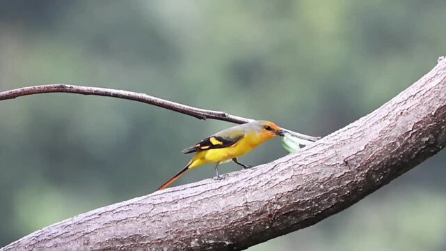 Wild yellow minivet bird holding a caught green insect prey in its beak while perching on a thick tree branch against a soft forest bokeh background in its natural habitat.
