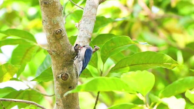 Wild velvet-fronted nuthatch bird with a red beak clinging and climbing on a tree trunk while foraging among lush green leaves in its natural forest habitat.