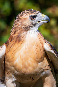 profile of red-tailed hawk or buteo jamaicensis bird