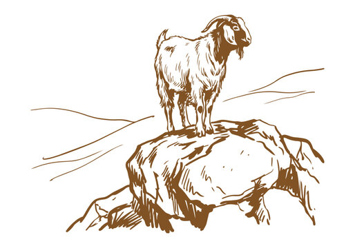 Lively Farm Life: Hand-Drawn Boer Goat Sketch Collection from Portraits to Herding Scenes