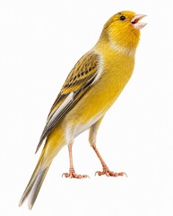 Fototapeta premium Colorful Canary Bird Close Up Portrait in Natural Light