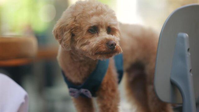 Small curly haired dog wearing a blue harness while looking around sitting on a chair