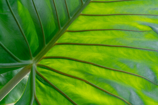 Green tropical leaf with detailed vein pattern and natural texture, botanical abstract background. Lush foliage and organic rainforest inspired design. ecology wellness and exotic foliage concept.