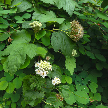 American Highbush Cranberry blooming in square composition