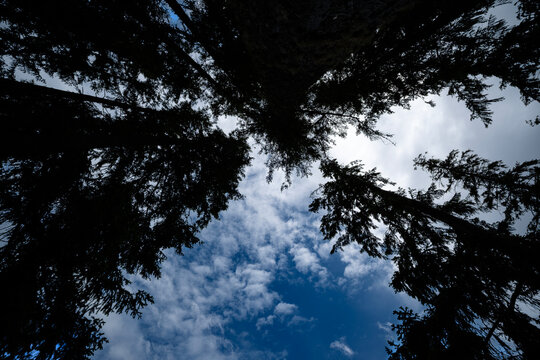Ultrawide shot upward of converging trees against cloudy blue sky
