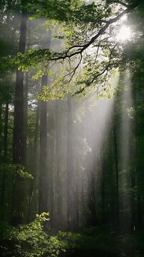Sunbeams and Rain in a Mystical Forest Generative AI