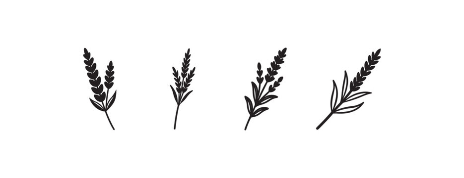 wheat or oats or barley stalks with leaves on white background for food or agriculture or nature designs