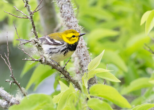 Black-Throated Green Warbler (Setophaga virens) During Spring Migration, Texas