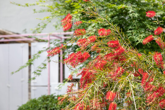 Weeping Bottlebrush (Callistemon viminalis)