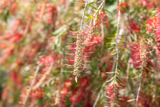 Weeping Bottlebrush (Callistemon viminalis)