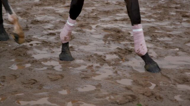 A gritty trackside shot showing a thoroughbred racehorse walking along a wet, sloppy dirt track, emphasizing the heavy mud accumulating on its legs and hooves following a race or workout in rainy cond