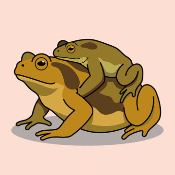 Two Frogs Mating on Back - Animals Vector Illustration