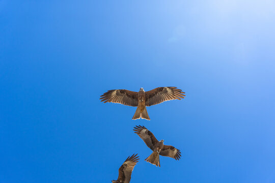 Three Black Kites Soaring Against Deep Blue Sky, Worm's Eye View of Raptors in Flight, Mongolian Altai
