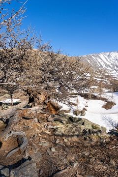 Ancient Gnarled Larch Tree with Twisted Roots on Rocky Slope Against Snow-Covered Mountain, Mongolian Altai