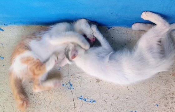 Two kittens wrestling and playing with each other outside