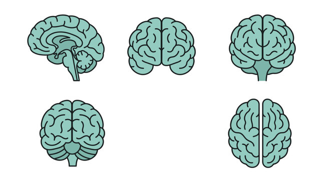 Vector illustration of human brain diagrams from different angles