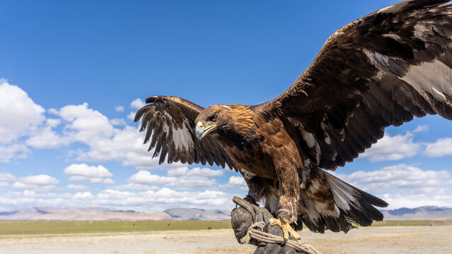 Golden Eagle with Spread Wings Close-Up Against Blue Sky, Mongolian Altai, Bayan-Ulgii, Mongolia