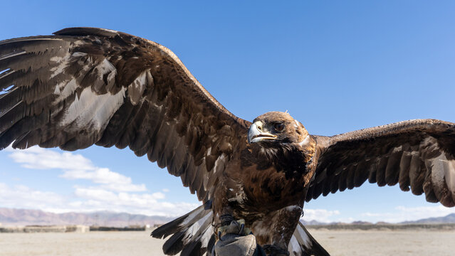 Golden Eagle with Spread Wings Close-Up Against Blue Sky, Mongolian Altai, Bayan-Ulgii, Mongolia