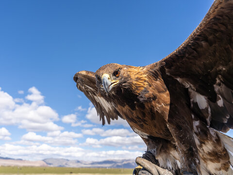Golden Eagle Portrait Close-Up with Amber Eye Looking at Camera Against Blue Sky, Mongolian Altai