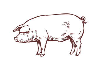 Landrace Pig Collection with Farmer and Piglets in Farm Hand Drawn Rough Sketch Vector Illustration © Az to Design