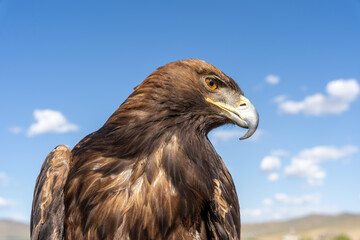 Golden Eagle Side Profile Portrait with Amber Eye and Hooked Beak Against Blue Sky, Mongolia © Andrei