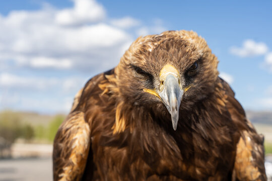 Golden Eagle Intense Frontal Portrait Looking Down at Camera with Fierce Expression, Mongolia