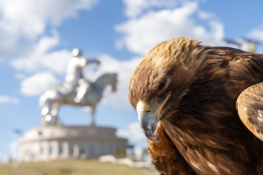 Golden Eagle Profile Portrait with Genghis Khan Equestrian Statue in Soft Focus Background, Tsonjin Boldog, Mongolia