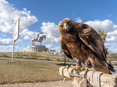 Golden Eagle Perched on Post with Genghis Khan Equestrian Statue in Background, Tsonjin Boldog, Mongolia
