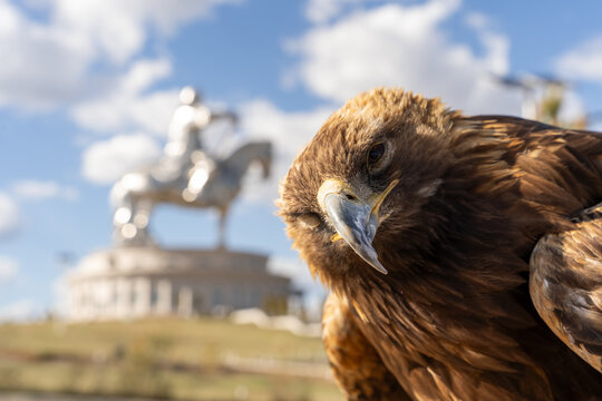 Golden Eagle Close-Up Portrait with Genghis Khan Equestrian Statue Blurred in Background, Tsonjin Boldog, Mongolia