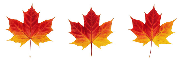 Fototapeta premium Set of Three Vibrant Red and Yellow Maple Leaves Isolated on White Background, Beautiful Autumn Foliage for Seasonal Design, Thanksgiving Decorations, and Nature-Inspired Graphics, High-Quality Cutout