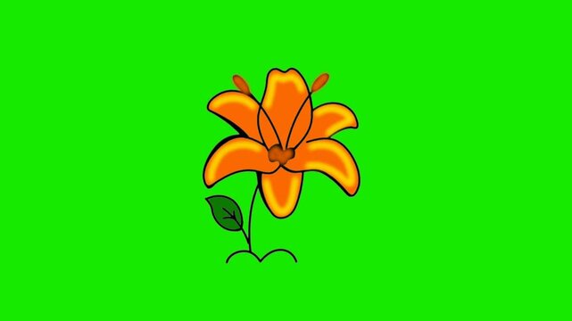 Tiger lily animation 4K green screen infinite loop, clean green background, easy to cut, ready to edit, ready to use