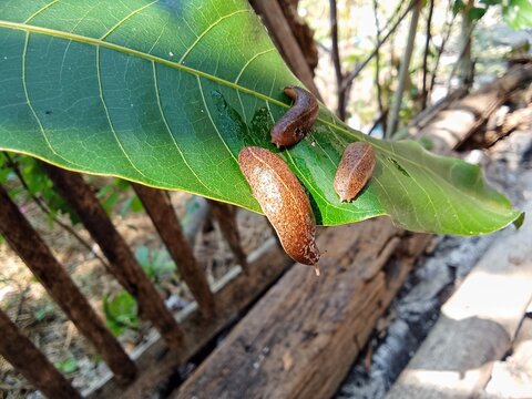 Slug pest crawling on the leaf.
