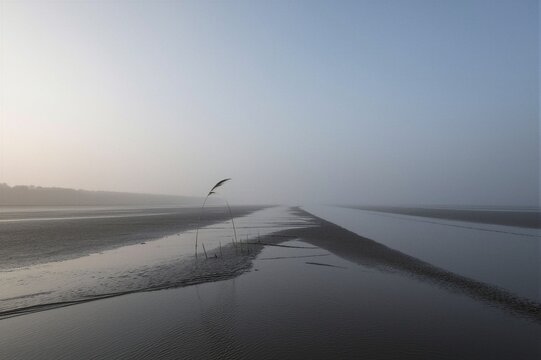 A single Phragmites australis reed stands tall in the misty tidal flats, its feathery head visible amidst the fog.