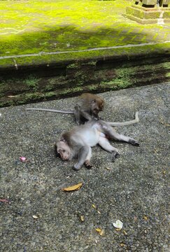 Two long-tailed macaques interacting on a stone pathway in a tropical environment. Natural wildlife behavior featuring social bonding and grooming activities among wild monkeys in Southeast Asia.
