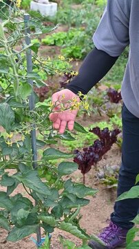Close-up of farmer hands gently checking the growth status of yellow tomato flowers in organic garden.