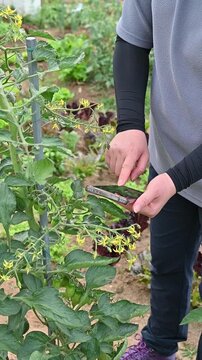 Smart agriculture concept with a person holding phone to check crop growth in organic vegetable garden.