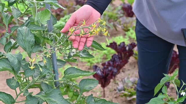 Close-up of farmer hands gently checking the growth status of yellow tomato flowers in organic garden.