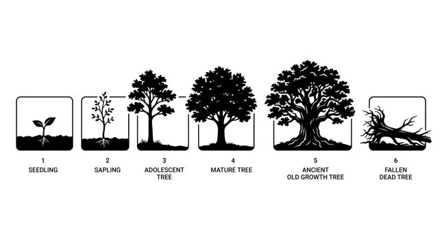 Life cycle of a tree showing growth stages from seedling to fallen dead tree.
