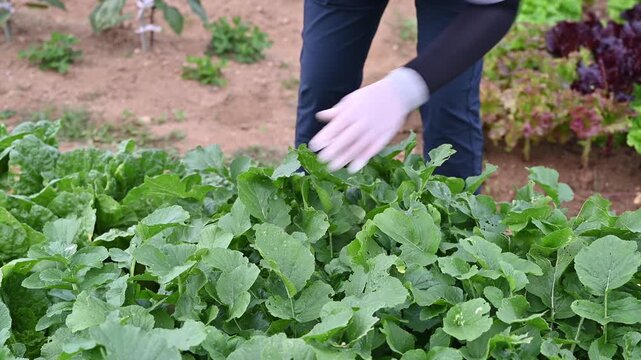 Urban farmer carefully taking care of leafy green crops in a weekend allotment garden.