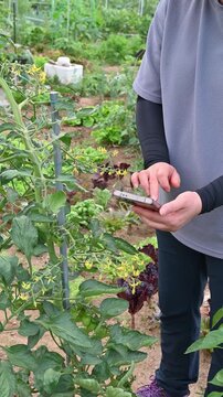 Smart agriculture concept with a person holding phone to check crop growth in organic vegetable garden.