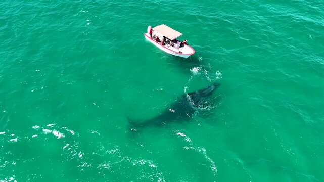 Aerial view of a friendly grey whale interacting, playing and sprouting closely with tourists in a small boat in Cabo Pulmo, BCS, Mexico, Horizontal drone shot