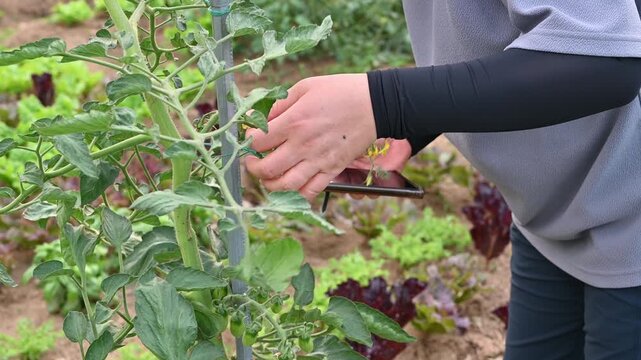 Close-up of farmer hands gently checking the growth status of yellow tomato flowers in organic garden.