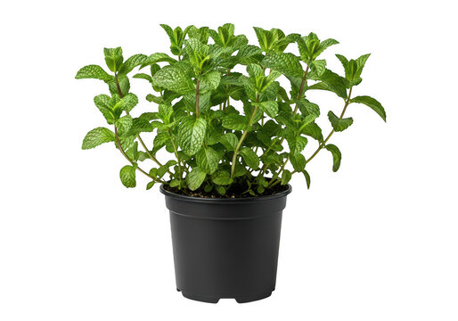 Fresh green basil plant in black pot isolated on transparent background