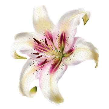Single White Lily Floral Illustration Transparent Background