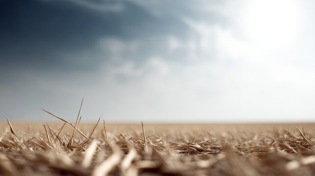 parched farmland with dying crops caused by hot dry summer drought concept