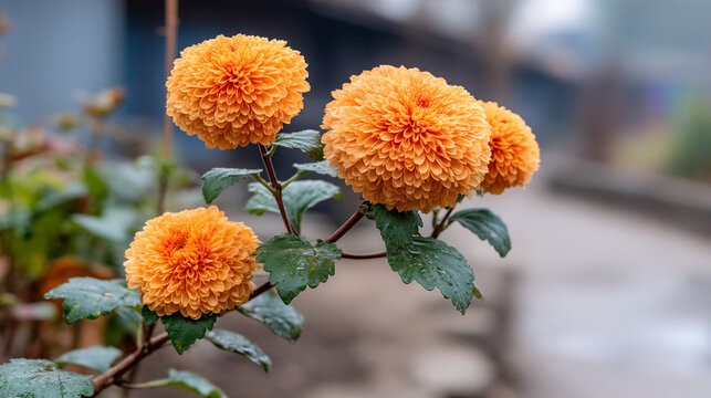 Orange pompon chrysanthemum flowers with textured round blooms in a garden, chrysanthemum