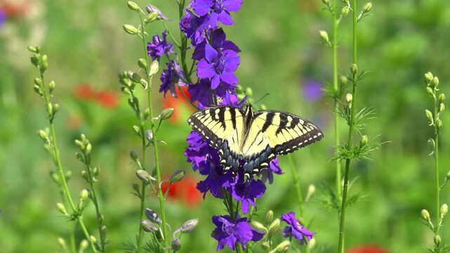 Swallowtail butterfly (Papilio glaucus) butterfly gathers nectar from purple flower in wildflower meadow