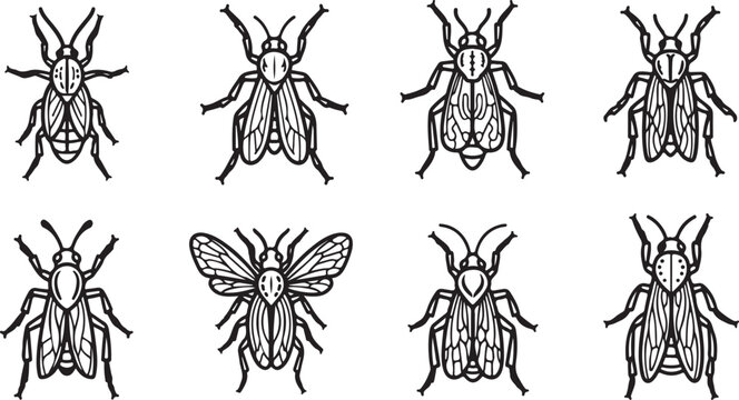 set of Black and white line drawing of various flies and beetles